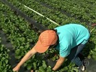 Estiagem obriga redução da área plantada com morangos em MG