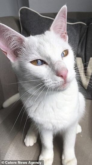 A gata com olhos de dois tons (Foto: Caters News Agency)