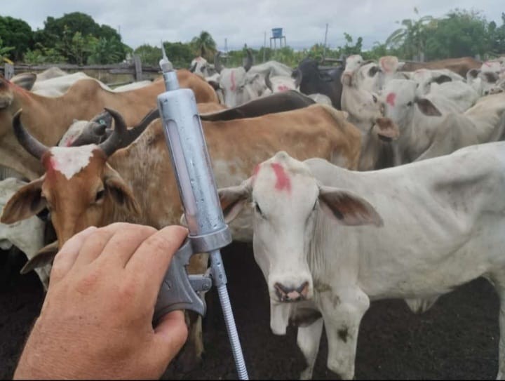 Governo inicia vacinação contra febre aftosa e meta é imunizar meio milhão de bovinos em RR