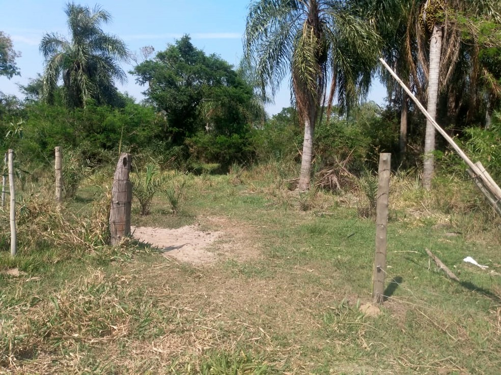 Homem utilizava uma reserva legal para o pastoreio de animais em Euclides da Cunha Paulista — Foto: Polícia Ambiental