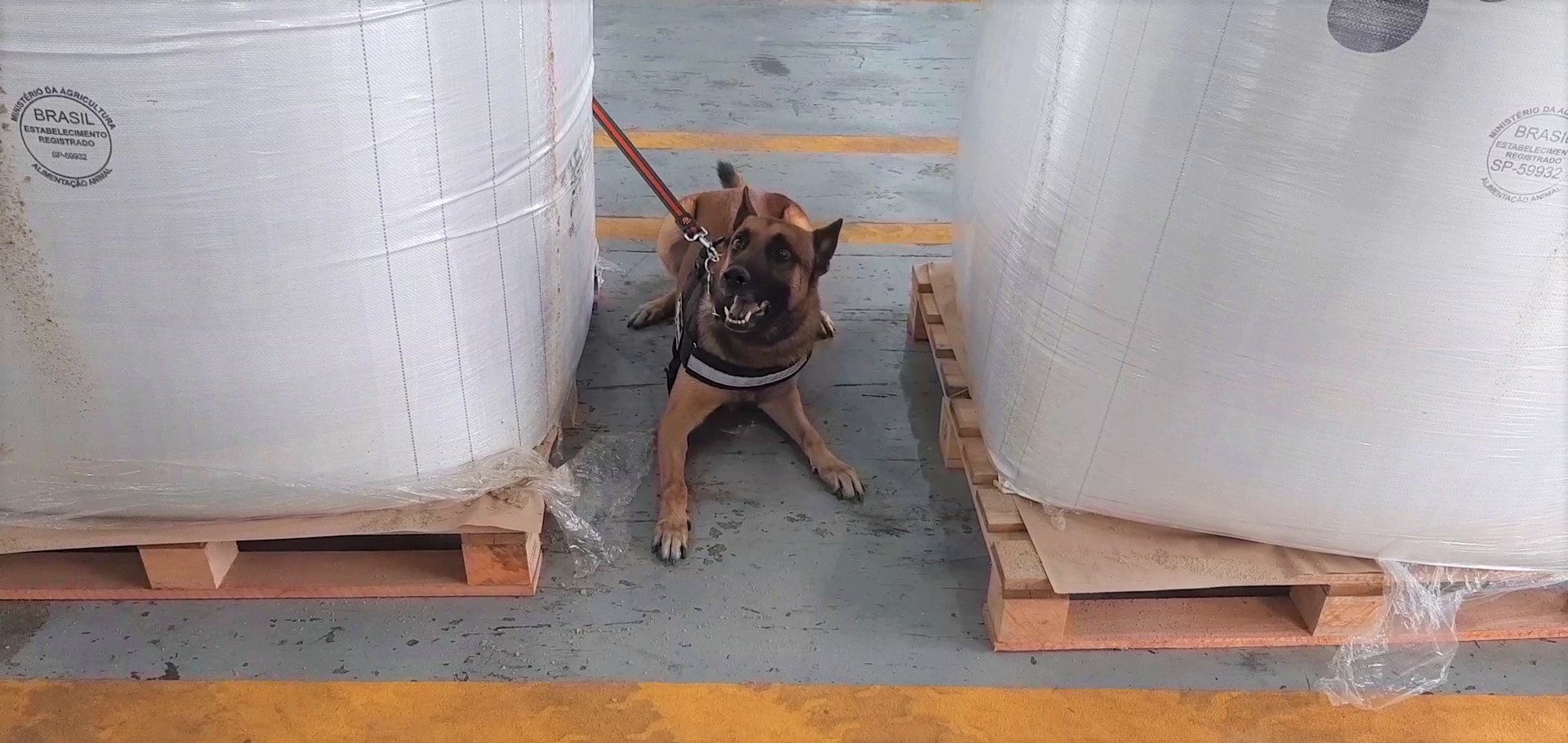 Receita Federal localiza 454 kg de cocaína no Porto de Santos, SP