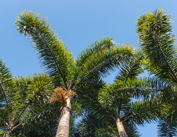 Wodyetia bifurcata - foxtail palm trees against blue sky with copy space (Foto: Getty Images/iStockphoto)