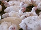 Retomada das vendas causa reação do preço do frango em Minas Gerais