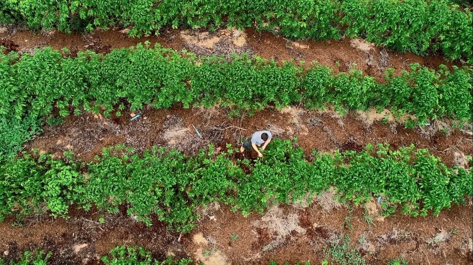 Especialista alerta: 'produtores sem seguro, no futuro, não estarão na atividade agrícola'