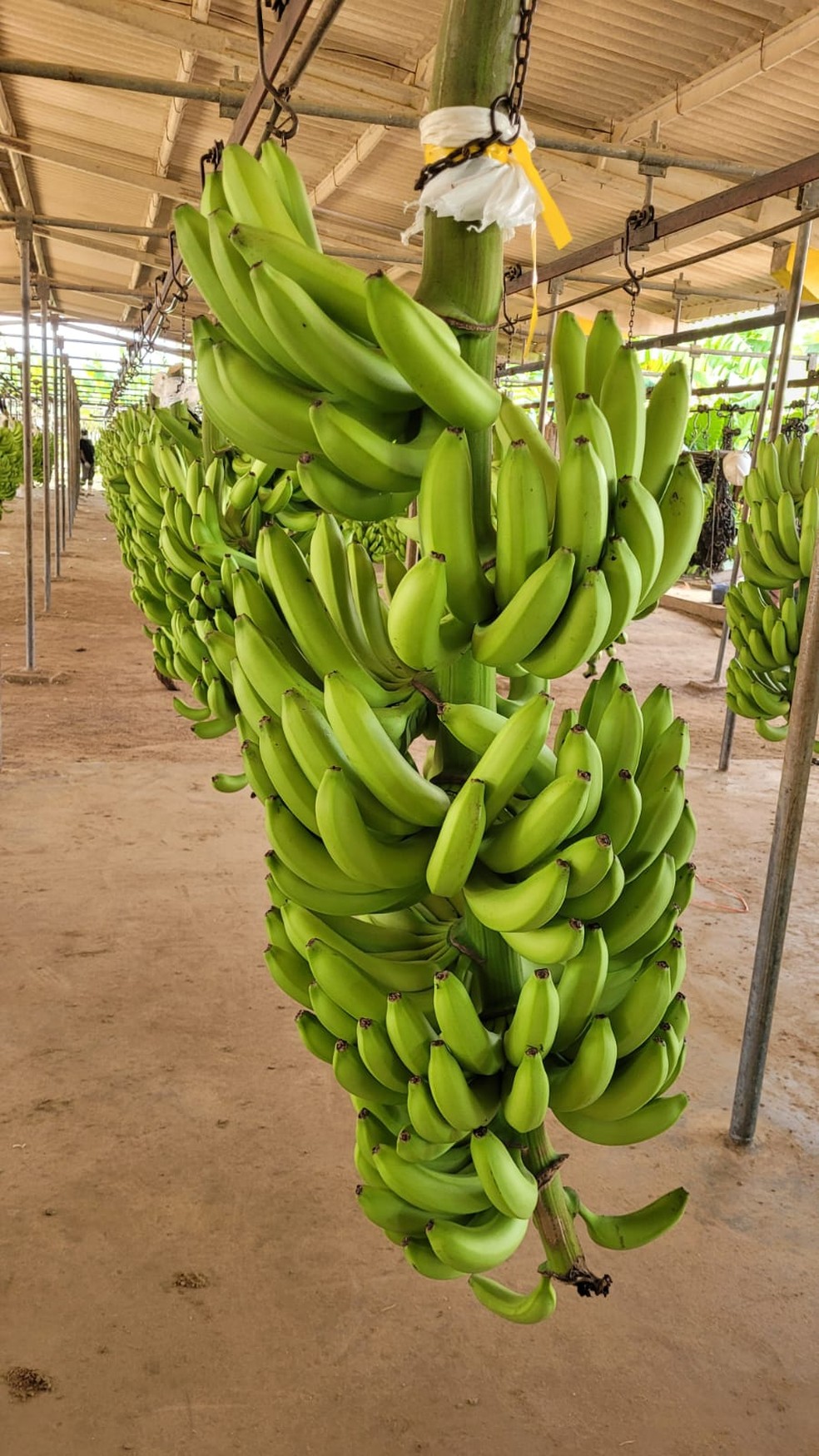 Rio Grande do Norte recebe autorização para exportar banana para o Egito  — Foto: Idiarn/Divulgação