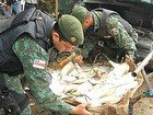 Batalhão apreende mais de 250 kg de pescado em feira do interior do AM