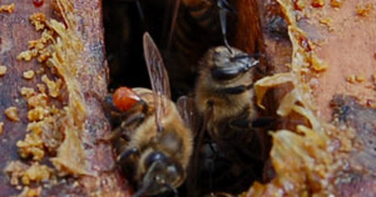 essas abelhas fizeram tanto própolis que emperrou a tampa da caixa