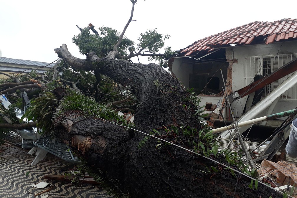Árvore cai e destroi casa em São Caetano do Sul após temporal — Foto: Nivaldo Lima/Estadão