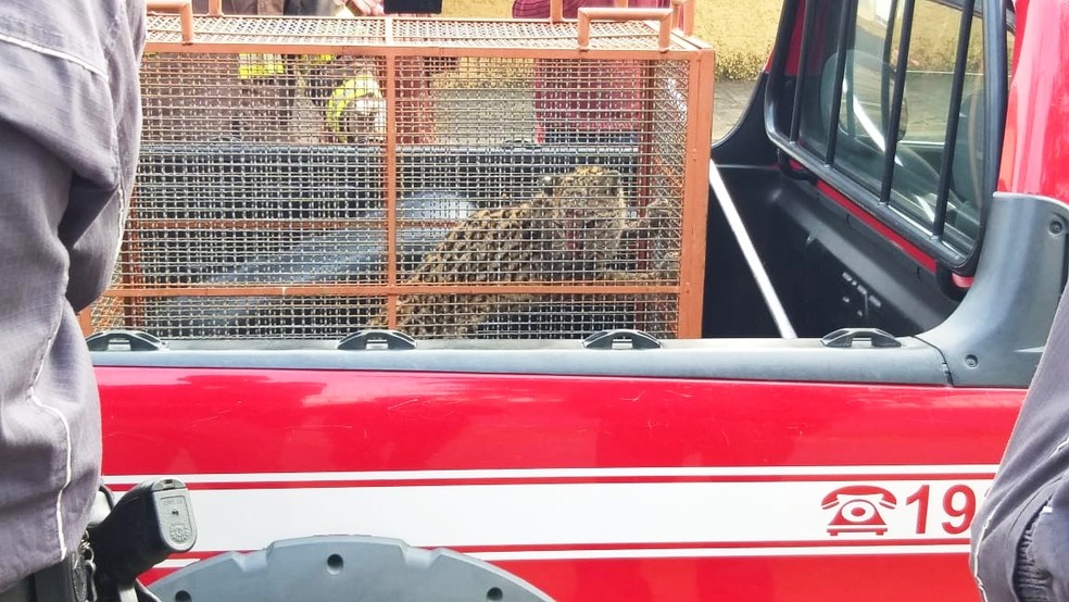 O animal foi encaminhado para o zoológico de Bauru  — Foto: Arquivo Pessoal/Fabiano Baninho