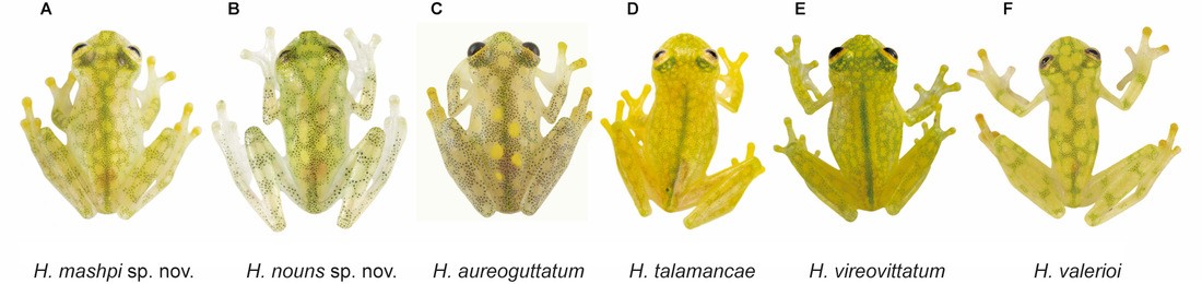 Várias espécies de sapo analisadas pelos pesquisadores no novo estudo (Foto: Juan M. Guayasamin et.al )