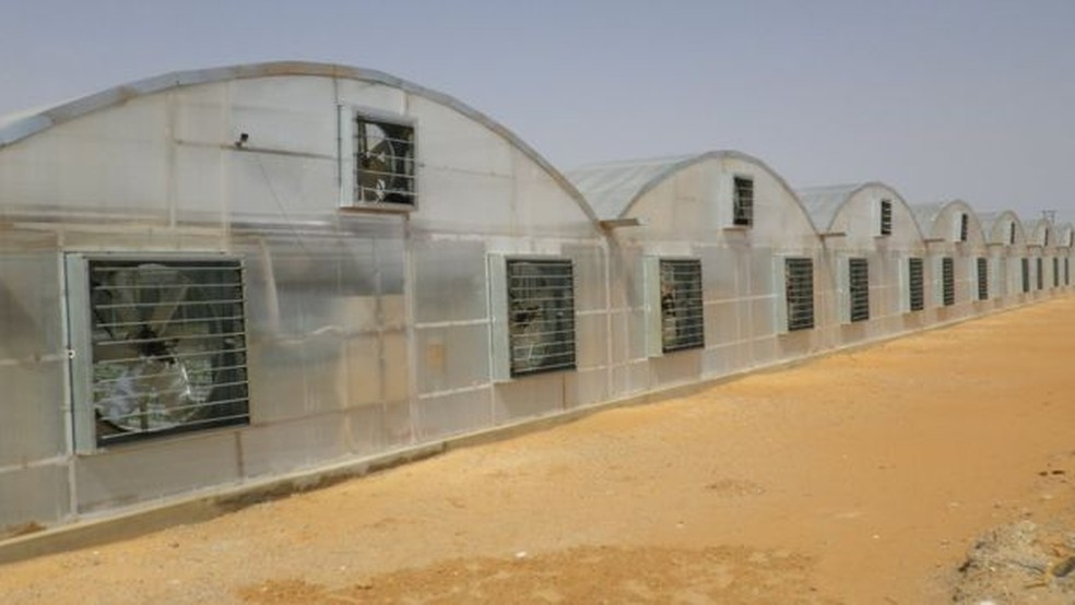 Tecnologia japonesa permite produção de tomate no meio do deserto, como este em Dubai — Foto: Divulgação/Mebiol/BBC