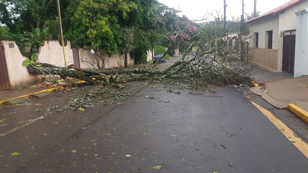 15 árvores caíram durante tempestade em Itatinga — Foto: Corpo de Bombeiros/Divulgação