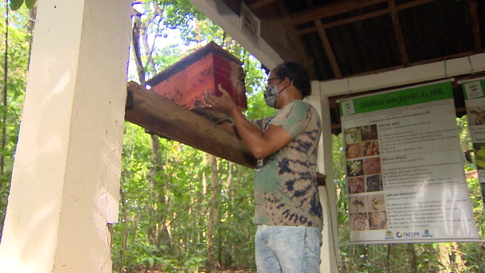 Criação de abelhas no Jardim Botânico do Recife, na Zona Oeste, acontece há 30 anos — Foto: Reprodução/TV Globo
