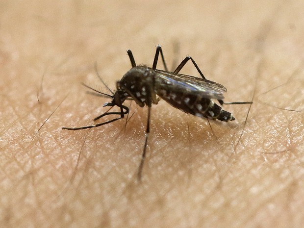 Mosquito Aedes aegypti, transmissor do vírus da zika, em laboratório de São Paulo (Foto: AP Photo/Andre Penner, File)