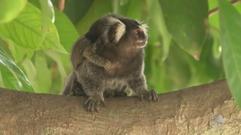 Sob suspeita de febre amarela, 133 macacos foram capturados na capital baiana este ano até 28 de fevereiro (Foto: Reprodução/TV Bahia)