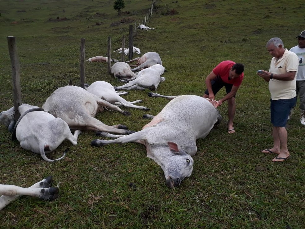 Animais foram atingidos por raio em Itabela, no sul da Bahia — Foto: Burnanet.com