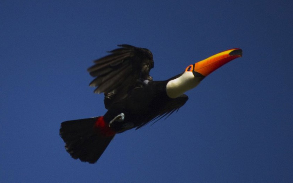 O tucano-toco está entre os animais encontrados na capital paulista (Foto: Anelise Magalhães/SVMA)