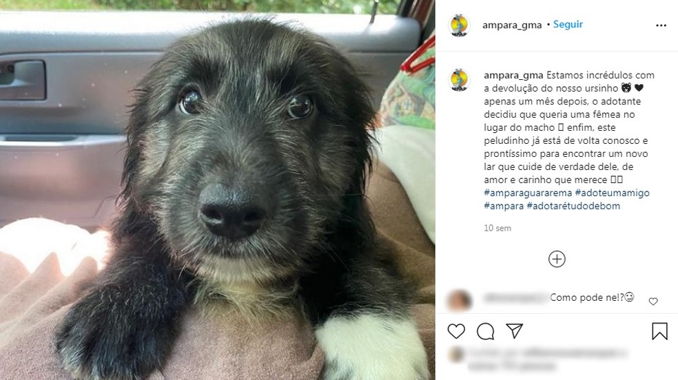 Assis chegou a ser devolvido para a ONG em que vivia, em Guararema, antes de ser adotado pelo CAPS — Foto: Reprodução/Instagram
