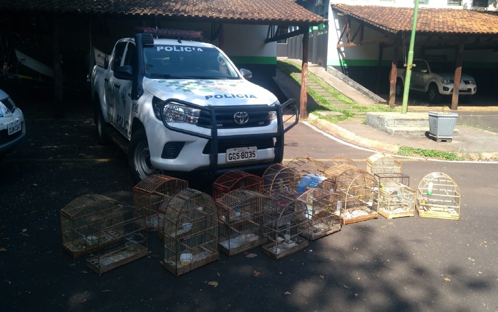 Aves silvestres são apreendidas em cativeiro ilegal em Franca, SP. — Foto: Polícia Ambiental/Divulgação