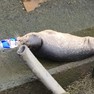 Foto: (Filhote de foca é resgatado com lata de bebida presa na mandíbula. / Ministério da Defesa do Reino Unido/Redes sociais)