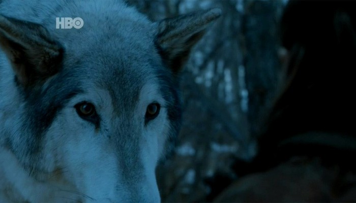 Fica a dúvida: será que era mesmo Nymeria em Game of Thrones? (Foto: Divulgação )