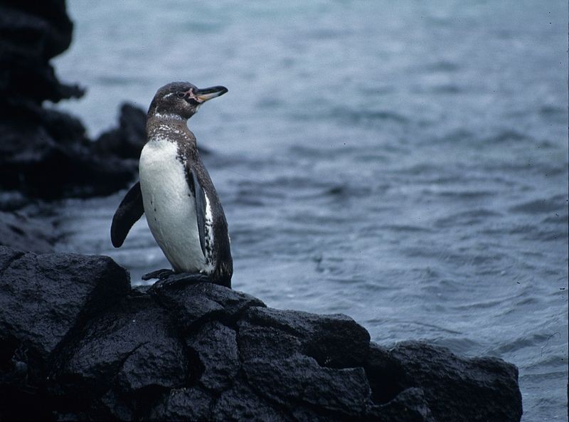 Pinguim-das-galápagos - Spheniscus mendiculus (Foto: derekkeats / Wikimedia Commons / CreativeCommons)