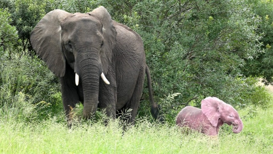 Elefante rosa é visto na África do Sul