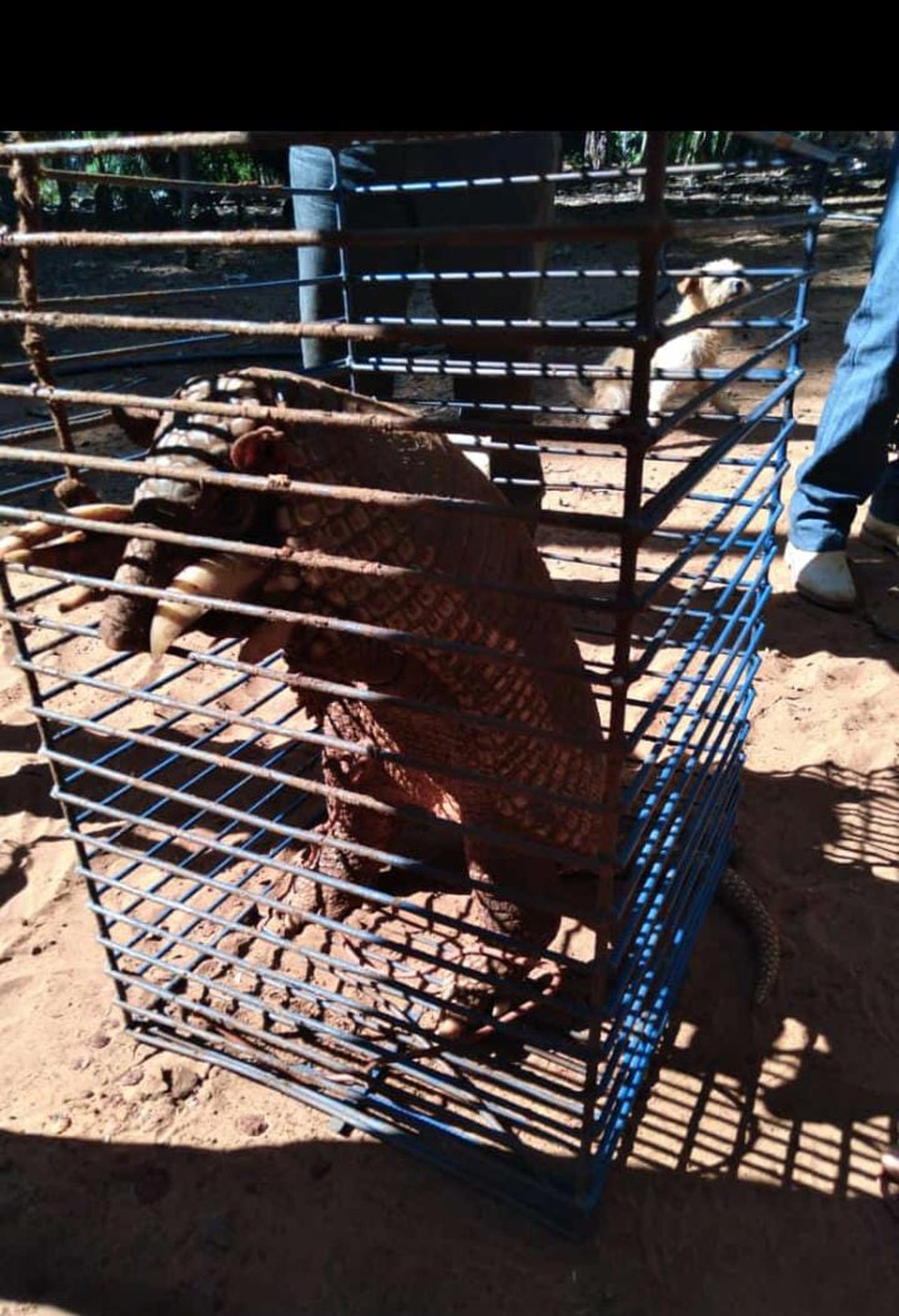 O bicho, de quase 40kg, foi capturado e, por não apresentar ferimentos, foi devolvido a natureza.  — Foto: Polícia Militar Ambiental