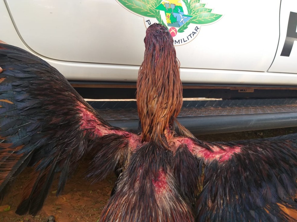 Aves foram encontradas em situação de maus tratos — Foto: Polícia Ambiental