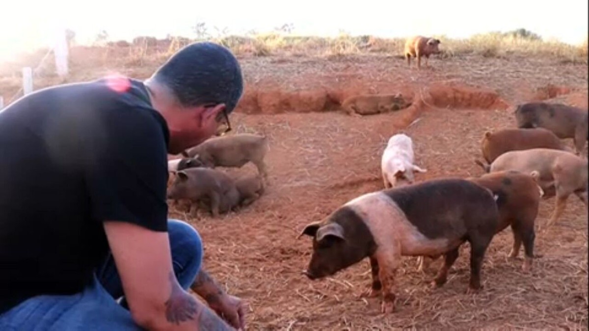 Como é a produção da carne de porco do restaurante paulista listado entre os melhores do mundo