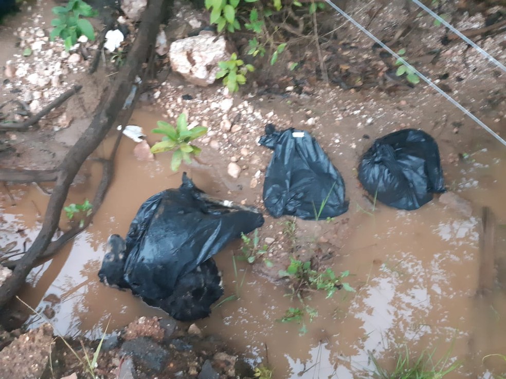 Quase 20 cães são encontrados mortos em área de mata em Cuiabá e polícia investiga — Foto: Polícia Civil de Mato Grosso