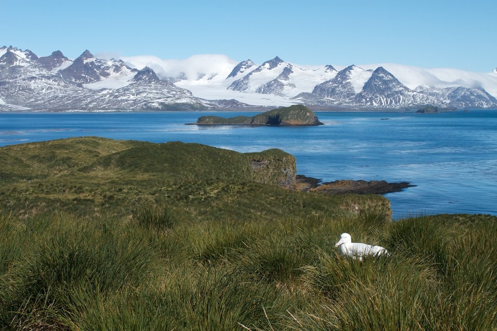 A menor quantidade de fêmeas vista pelo estudo se dá ao fato de que os locais de forrageamento de albatrozes fêmeas se sobrepõem aos navios de pesca, onde elas são mais propensos a serem capturados acidentalmente (Foto: Flickr/ Brian Gratwick/ CreativeCommons)