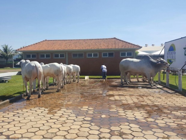 Gado da raça nelore exposto na Tecnoshow 2017 pode chegar a 1,2 mil kg, em Rio Verde, Goiás (Foto: Divulgação/Aurélio Silva)