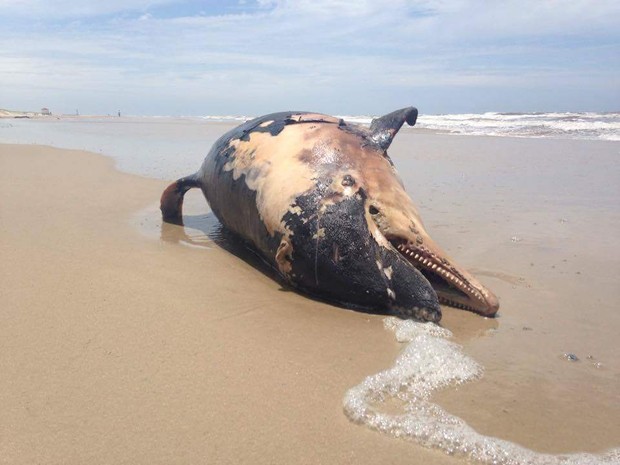 Baleia morta na praia de Torres, RS (Foto: Daniela Maria Medeiros / Divulgação)