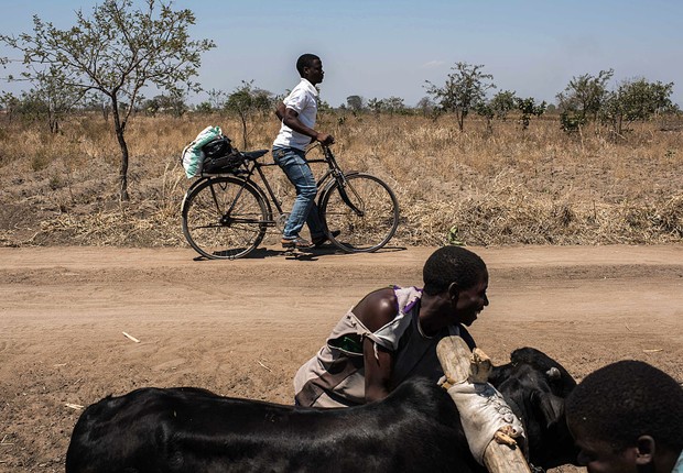 El Niño causa seca em Malawi e causa escassez de alimentos (Foto: Andrew Renneisen/Getty Images)
