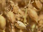 Agricultor testa o cultivo de grão-de-bico em propriedade de GO