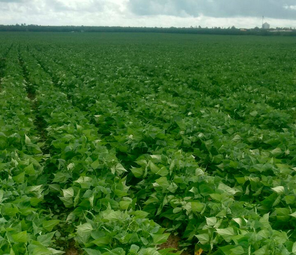 Colheita de feijão é prejudicada por excesso de chuva em Adustina, na Bahia (Foto: Roberto Santos/Arquivo pessoal)