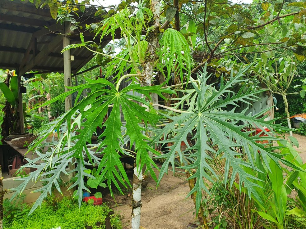 Merthiolate é ótimo como cicatrizante natural — Foto: Denise Luiz/Ervário de Ubatuba 