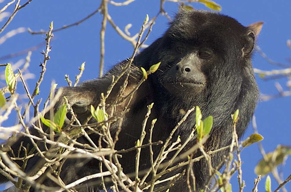 Macaco bugio é fotografado em árvore no Pantanal de Mato Grosso €” Foto: Douglas Brian Trent/Arquivo pessoal