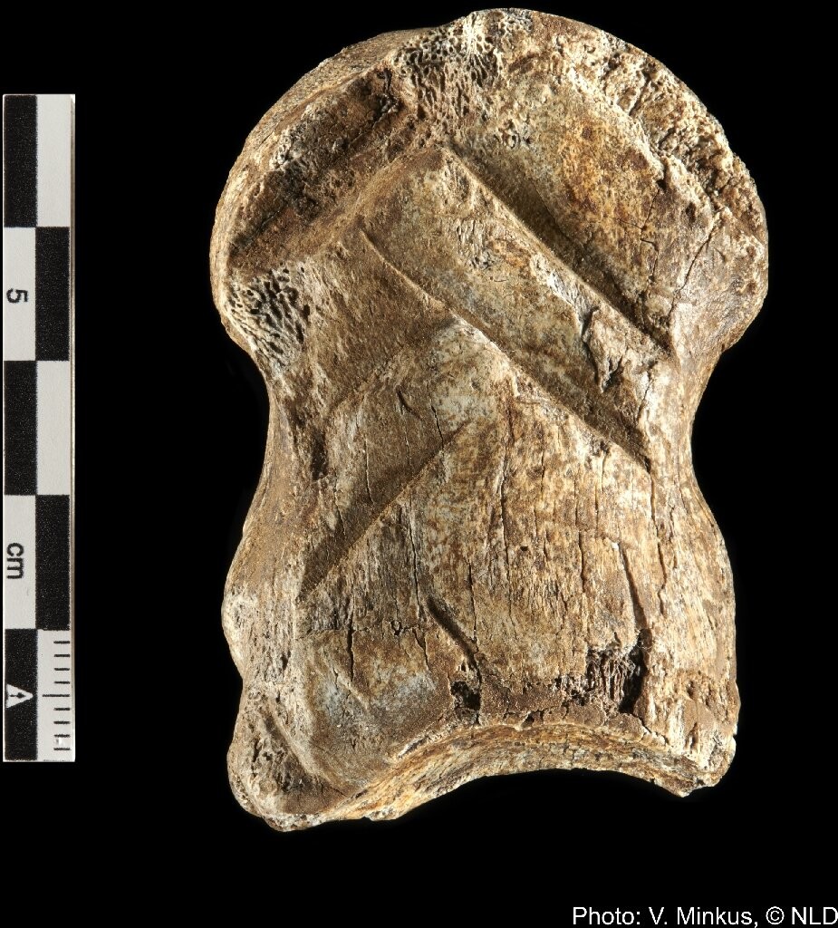 Osso de veado foi gravado por neandertais há 50 mil anos  (Foto: V. Minkus/NLD )