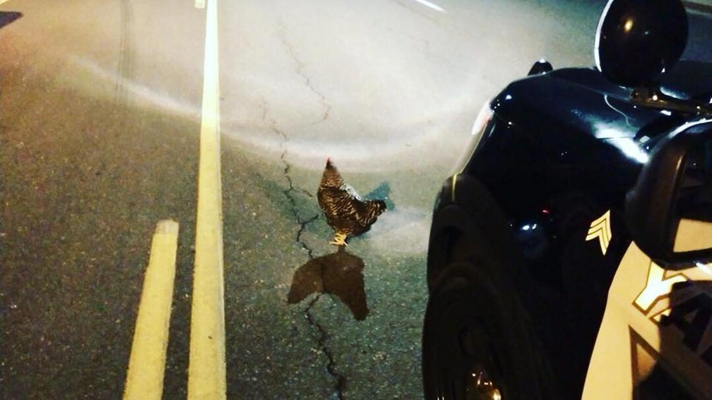Policial 'ajuda' galinha a atravessar rua nos EUA (Foto: Yakima Police Department/Facebook)