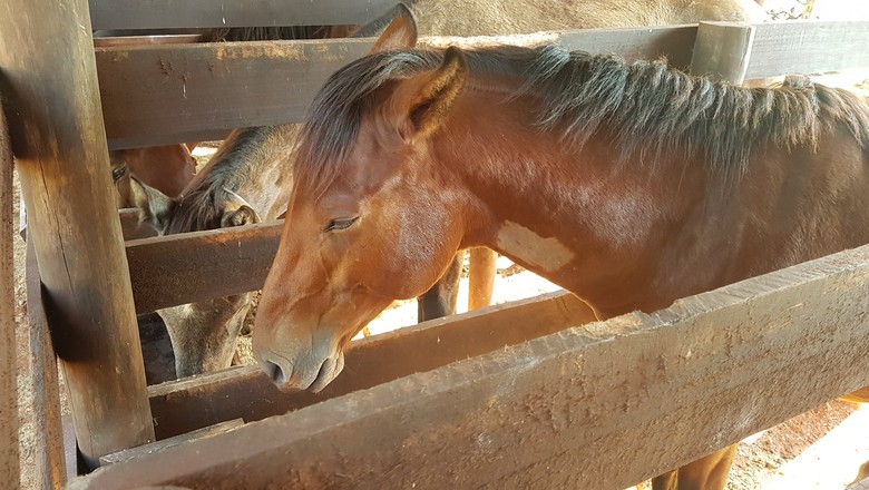 Como entender os sinais e o comportamento dos cavalos