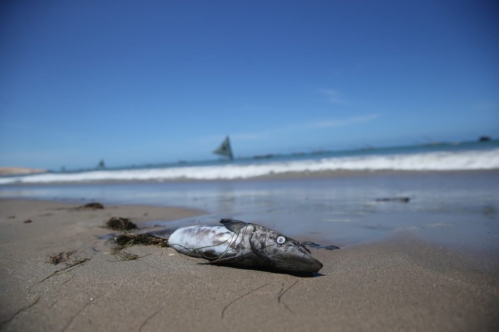 Peixe encontrado morto na praia de Icapuí — Foto: Helene Santos/SVM