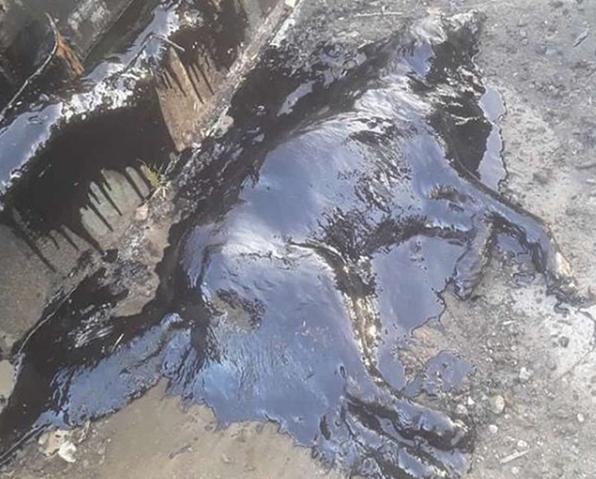 ONG resgata cadela que caiu em poço de piche na Argentina; veja FOTOS ...