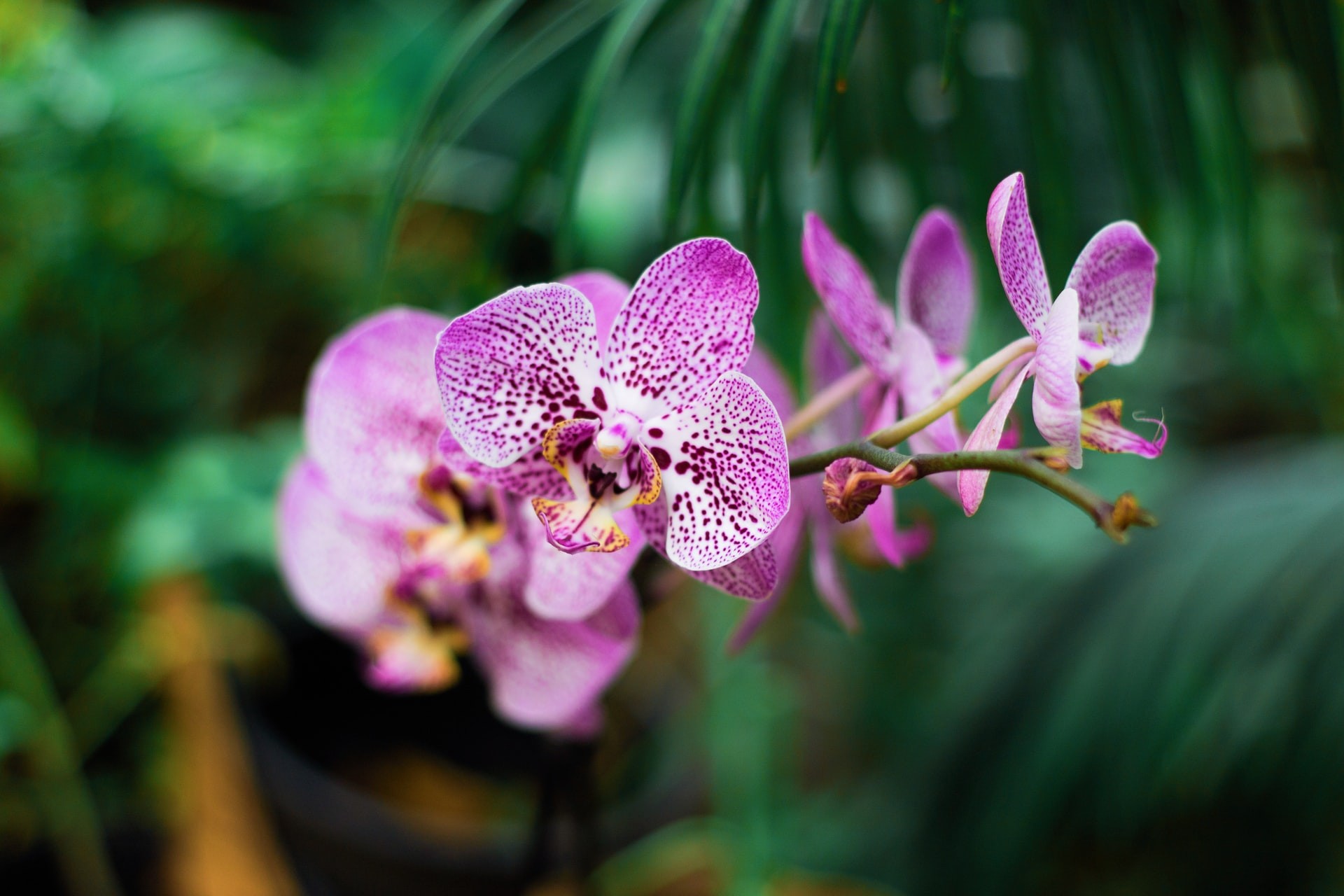 A orquídea é amplamente conhecida pela sua beleza e variedade de cores (Foto: Unsplash / Yeimy Olivier / CreativeCommons)