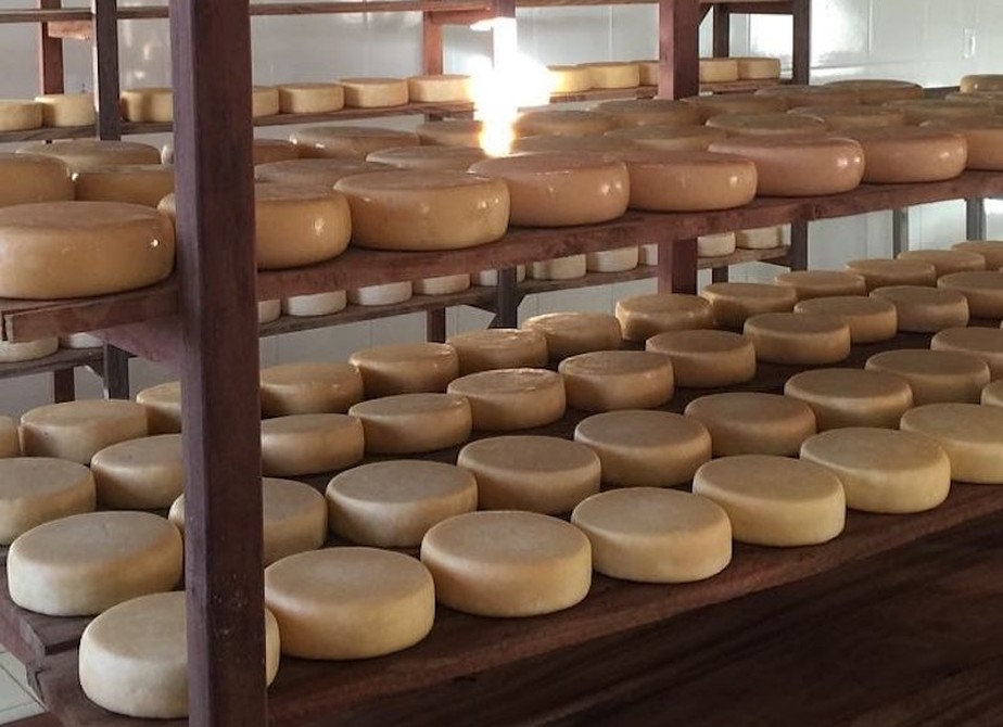 Grupo investiga a comunidade microbiana do queijo Canastra e descreve espécies inéditas