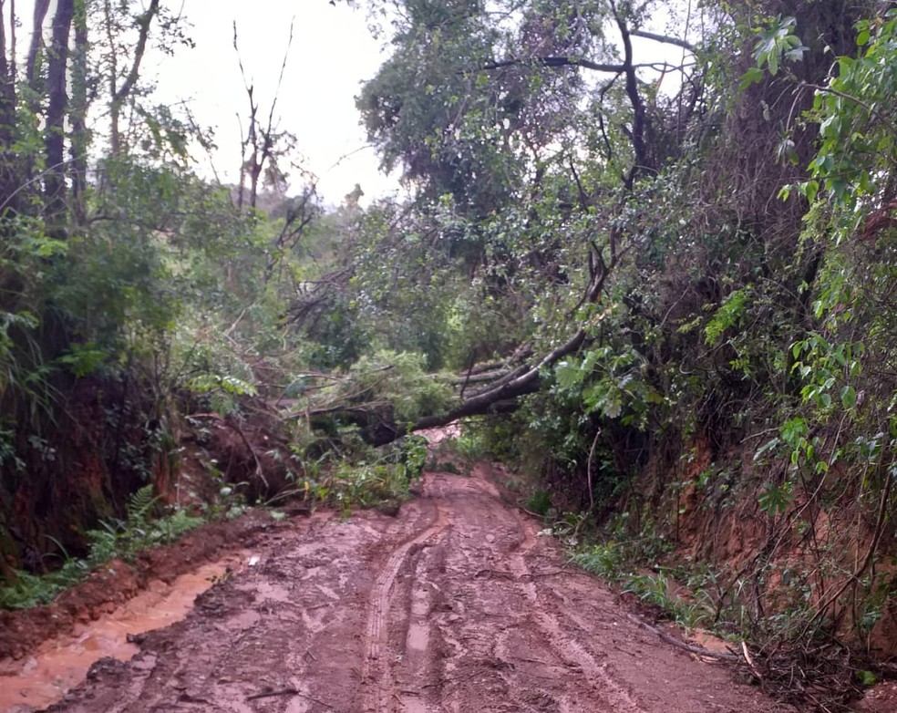 Chuva derruba árvores em estrada que liga Sagres (SP) a outros municípios — Foto: Defesa Civil