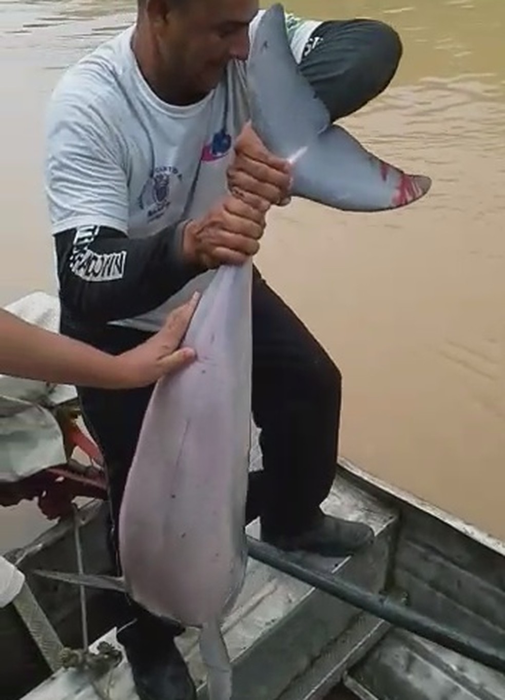 Animal foi devolvido ao Rio Juruá após cair em embarcação no interior do Acre  (Foto: Reprodução )