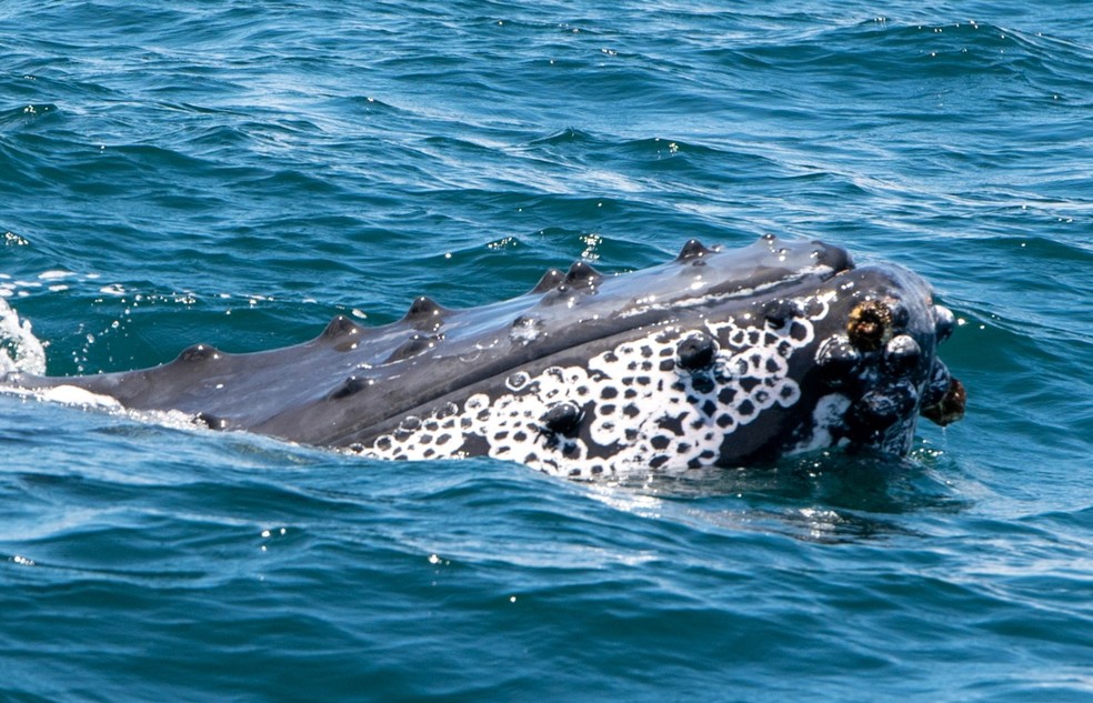 Registro do momento em que a baleia-jubarte vista em Ilhabela dá uma 'espiada' no barco de pesquisadores — Foto: Júlio Cardoso/Projeto Baleia a Vista