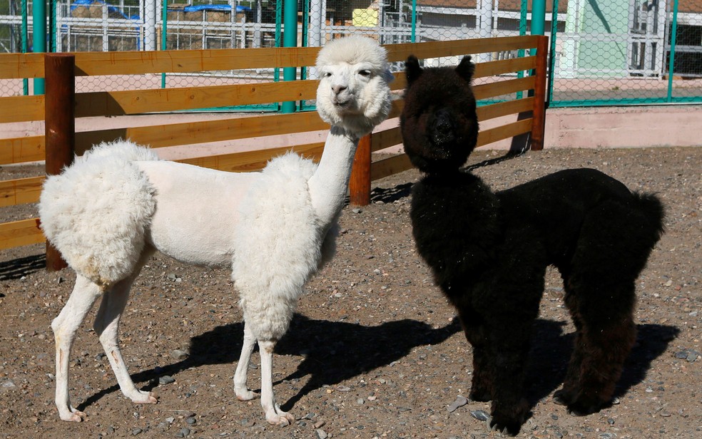 Foto mostra duas alpacas (Foto: Ilya Naymushin/Reuters)